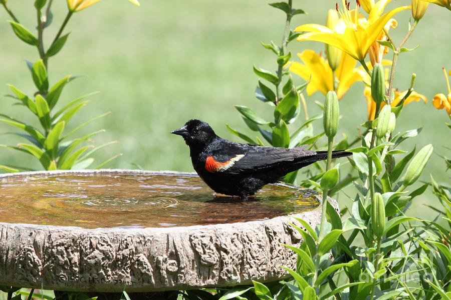 Red-winged Blackbird #22 Photograph by Jack R Brock