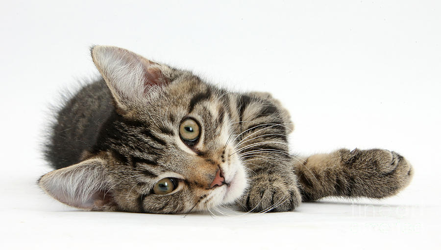 Tabby Kitten by Mark Taylor - Fine Art America
