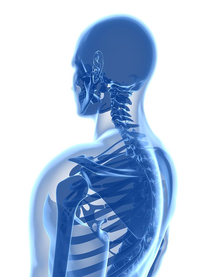 Skeleton Photograph - Upper Body Bones, Artwork #22 by Sciepro