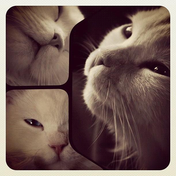 Cat Photograph - Instagram Photo #221344691201 by Ghada Abdulkhaleq