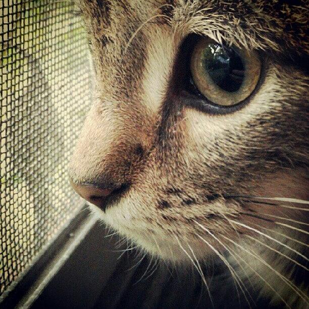 Cat Photograph - Instagram Photo #221353806094 by Bob Ralston