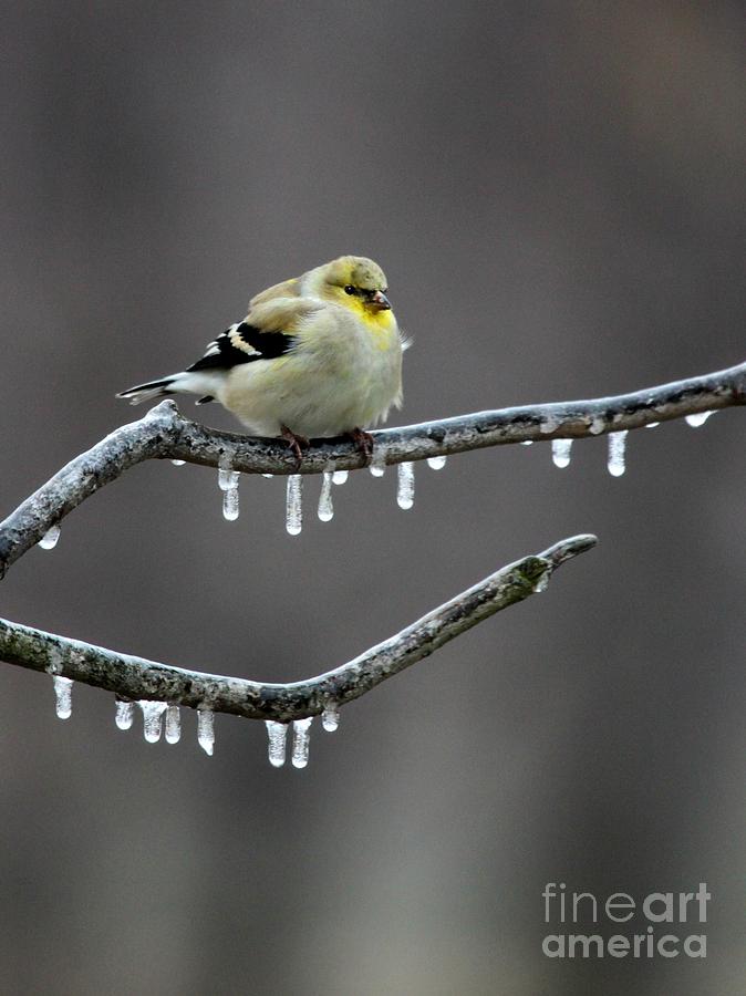American Goldfinch #23 Photograph by Jack R Brock