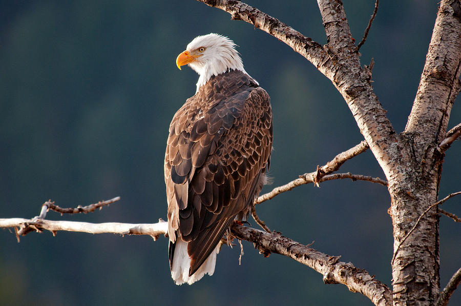 Bald Eagle Photograph by Elijah Weber - Fine Art America