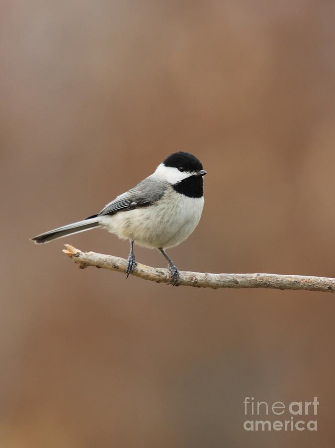 Black-capped Chickadee #23 Photograph by Jack R Brock