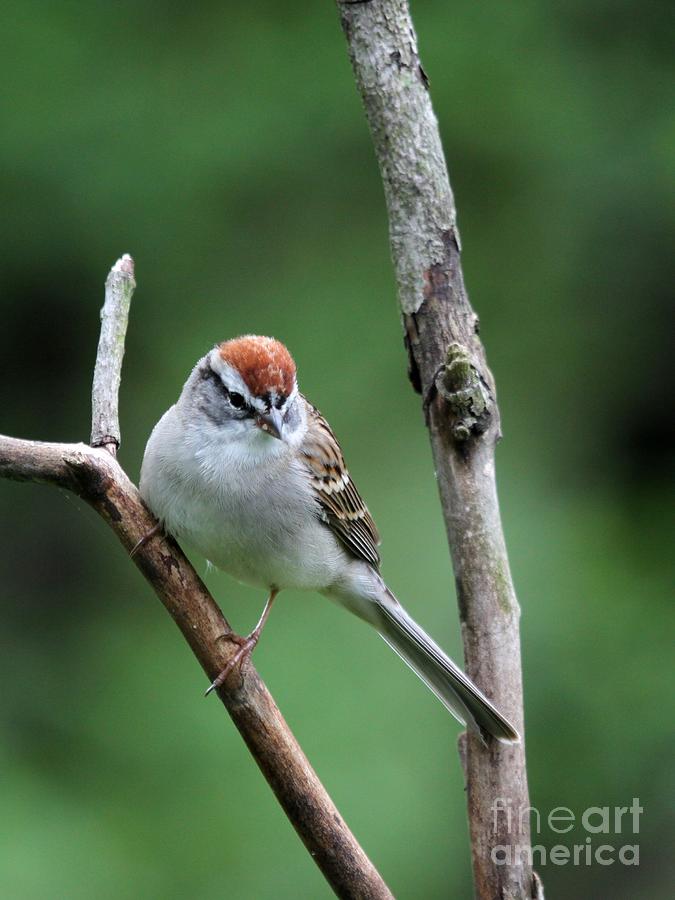 Chipping Sparrow #23 Photograph by Jack R Brock