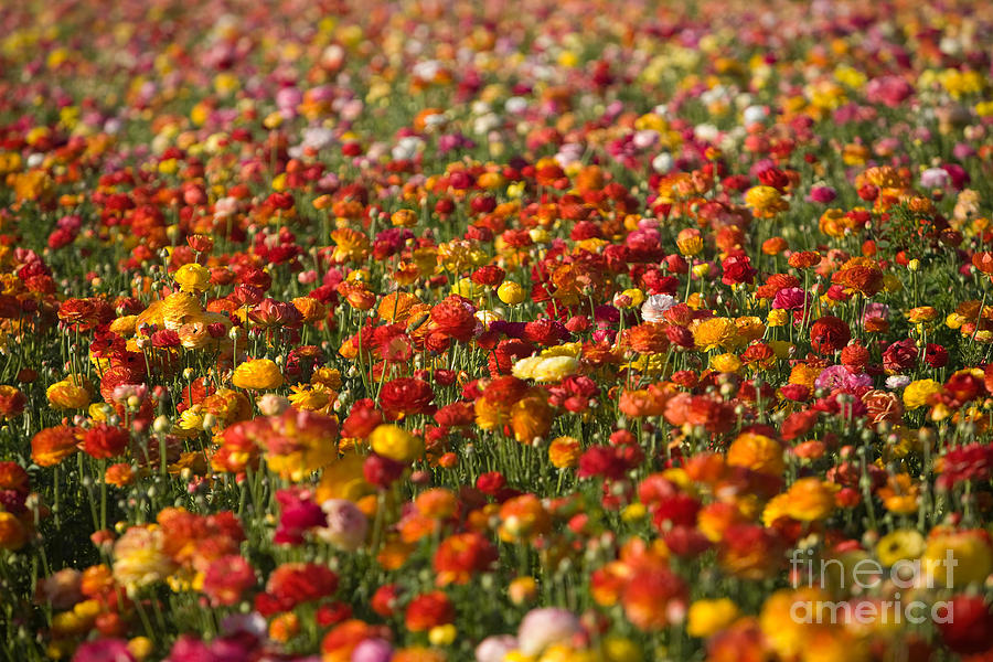 Flower Fields #23 Photograph by Daniel  Knighton