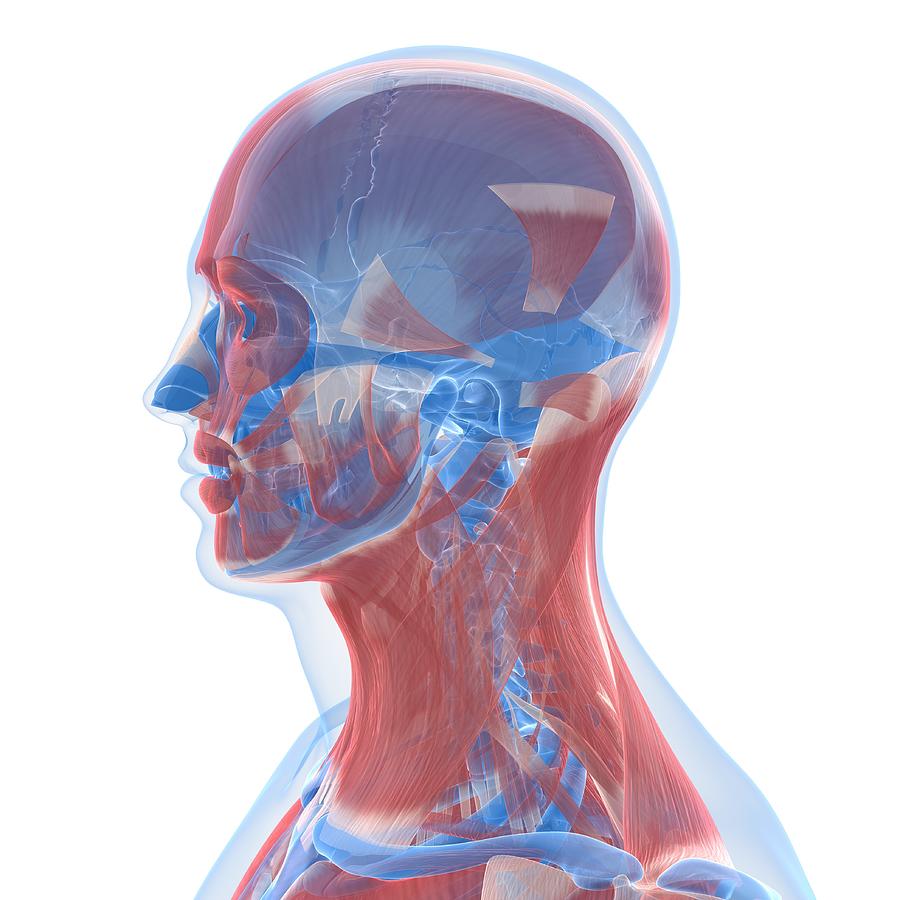 Square Digital Art - Head Anatomy, Artwork #23 by Sciepro