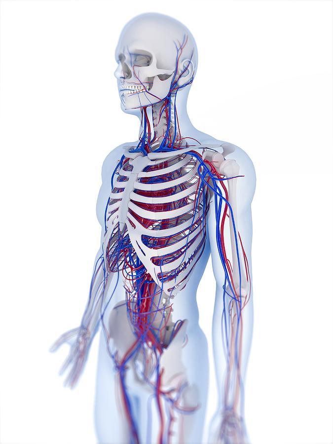 Human Anatomy, Artwork Photograph by Sciepro - Fine Art America