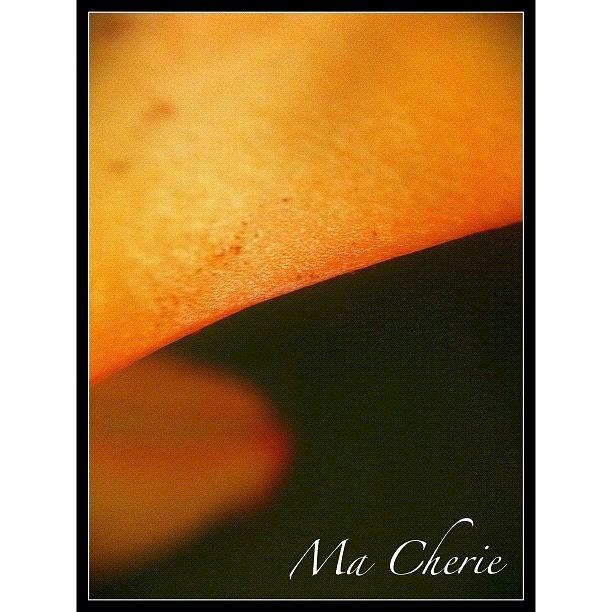 Lily Photograph - #instadaily #iphonesia #iphoneography #23 by Sherri Galvan