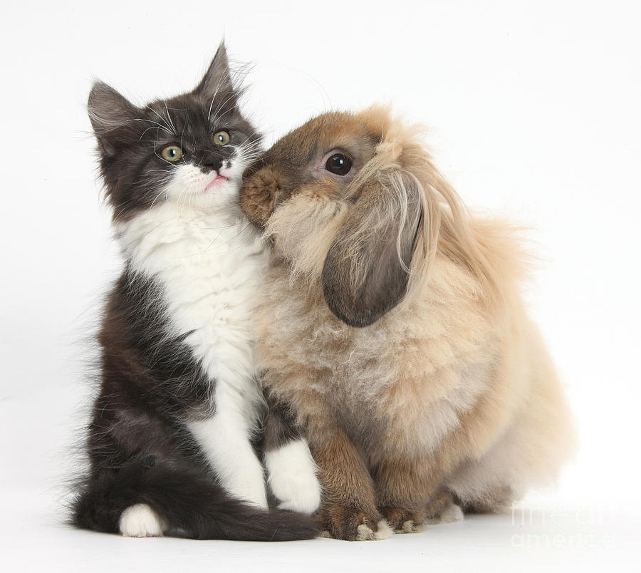 Kitten And Rabbit #98 Photograph by Mark Taylor