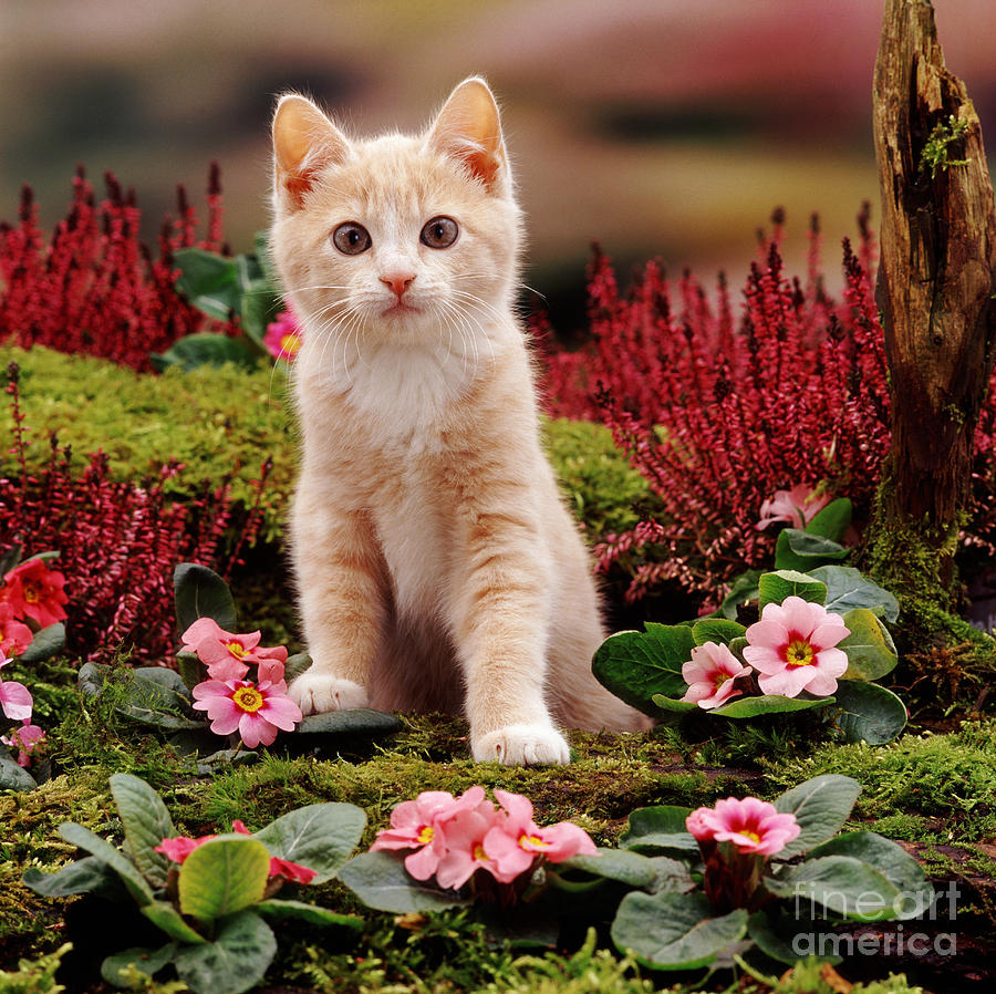 Animal Photograph - Kitten #30 by Jane Burton