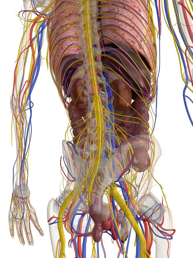 Male Anatomy Artwork Digital Art By Sciepro Fine Art America