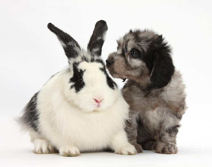 Puppy And Rabbit #23 Photograph by Mark Taylor