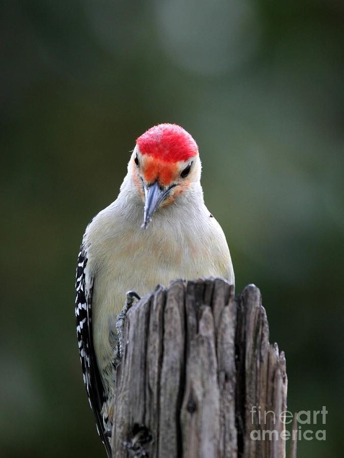 Red-bellied Woodpecker #23 Photograph by Jack R Brock