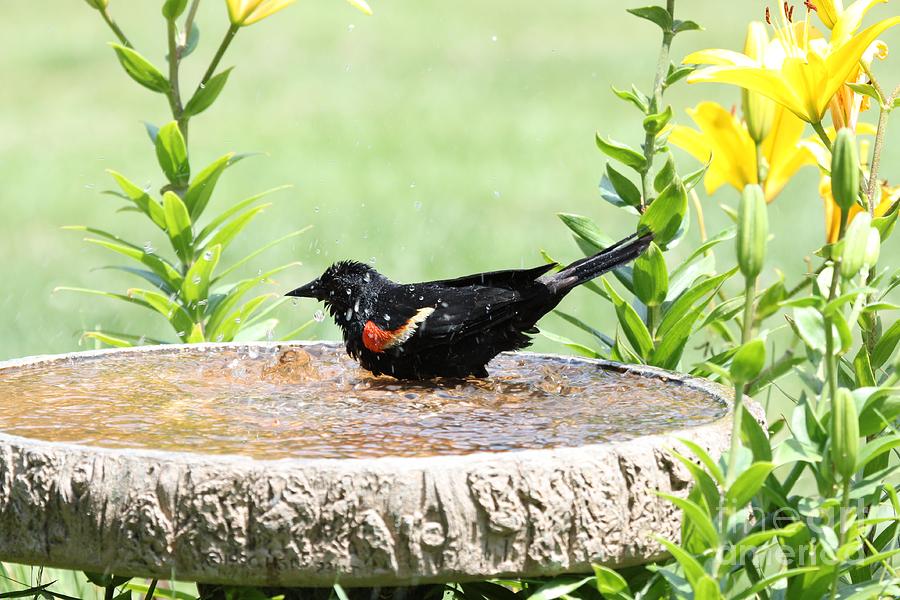 Red-winged Blackbird #23 Photograph by Jack R Brock