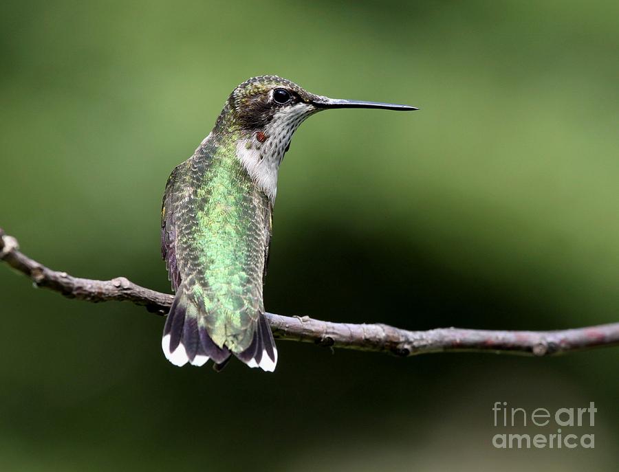Ruby-throated Hummingbird #23 Photograph by Jack R Brock