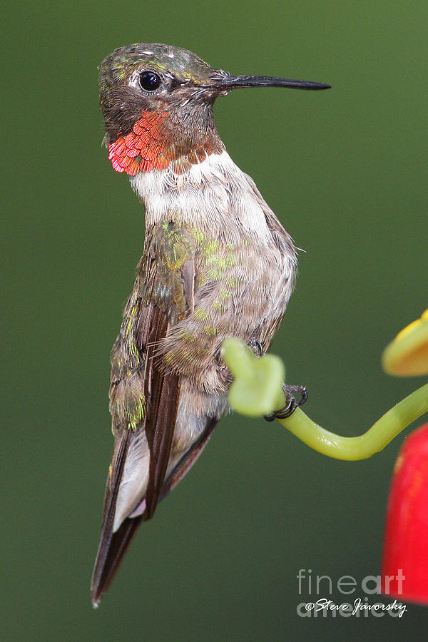 Ruby Throated Hummingbird #23 Photograph by Steve Javorsky
