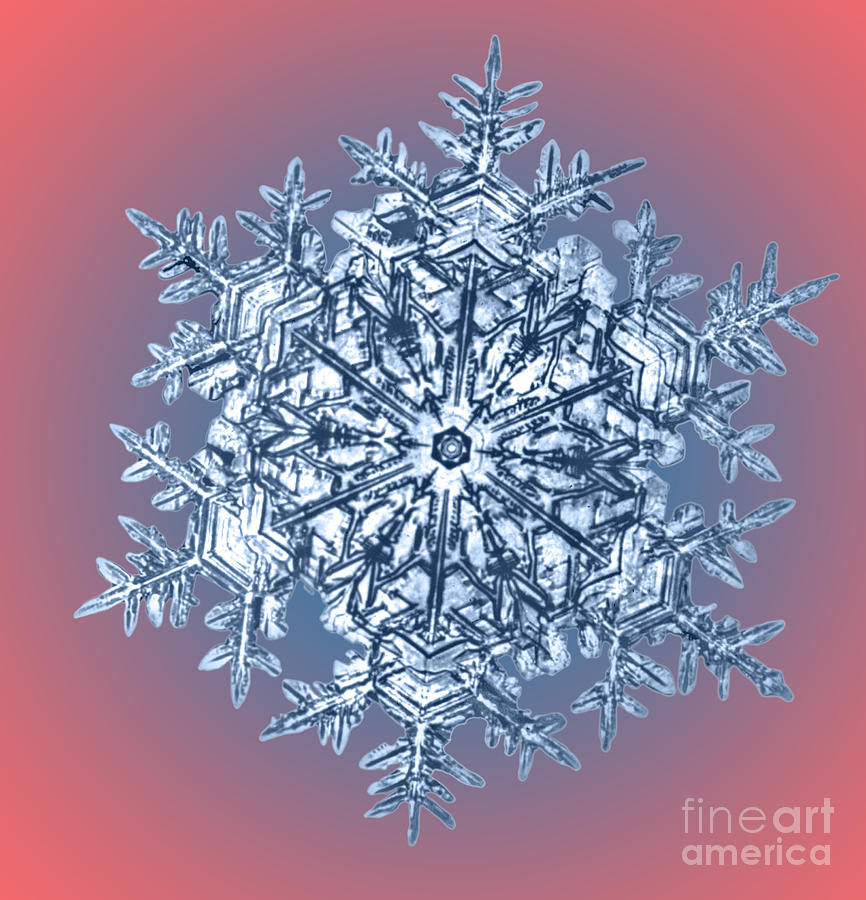 False-colour computer image of snow flakes - Stock Image - E127/0233 -  Science Photo Library