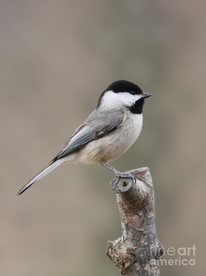 Black-capped Chickadee #24 Photograph by Jack R Brock
