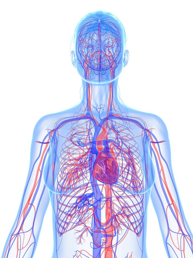 Cardiovascular System, Artwork #24 Digital Art by Sciepro