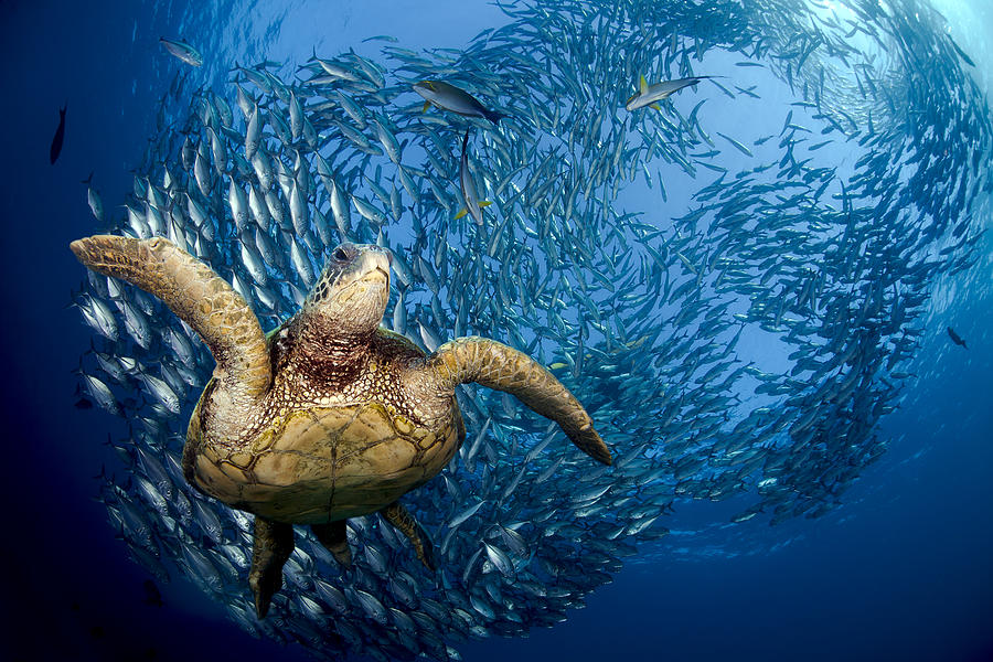Green Sea Turtle #24 Photograph by Dave Fleetham