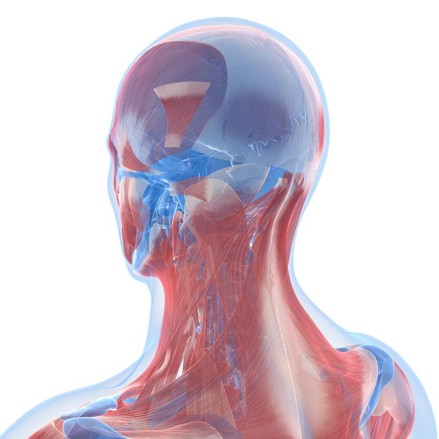 Head Anatomy, Artwork #24 Digital Art by Sciepro