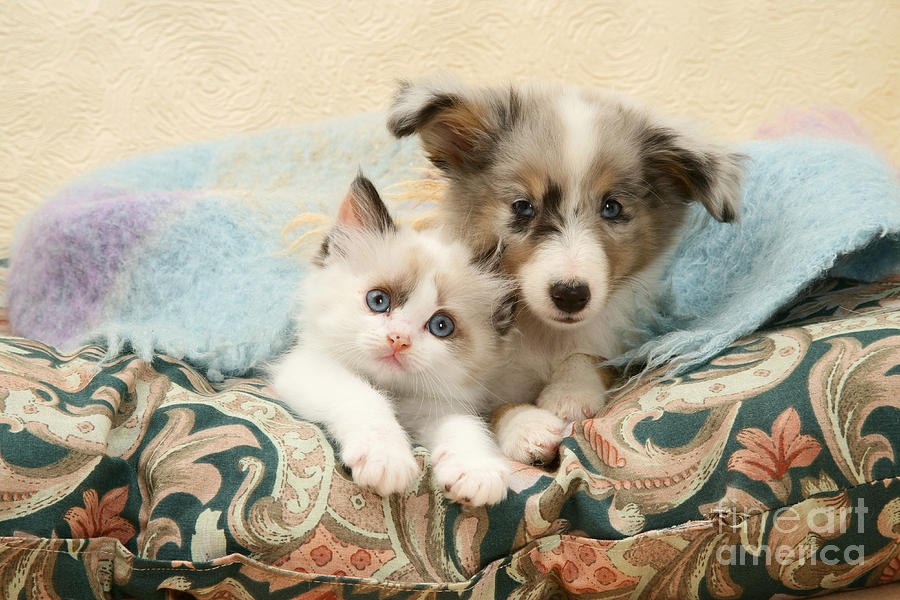 Cat Photograph - Kitten And Pup #59 by Jane Burton