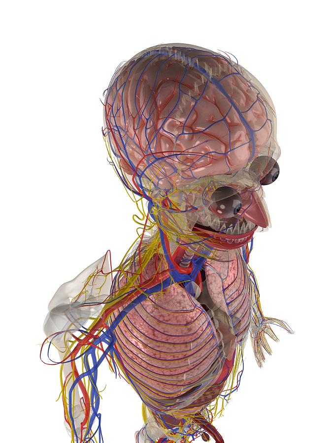 Male Anatomy, Artwork #24 Digital Art by Sciepro