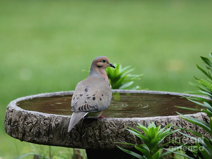 Mourning Dove #24 Photograph by Jack R Brock