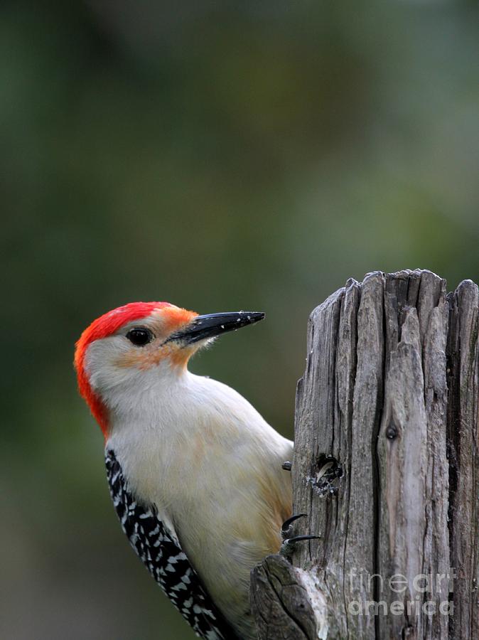 Red-bellied Woodpecker #24 Photograph by Jack R Brock
