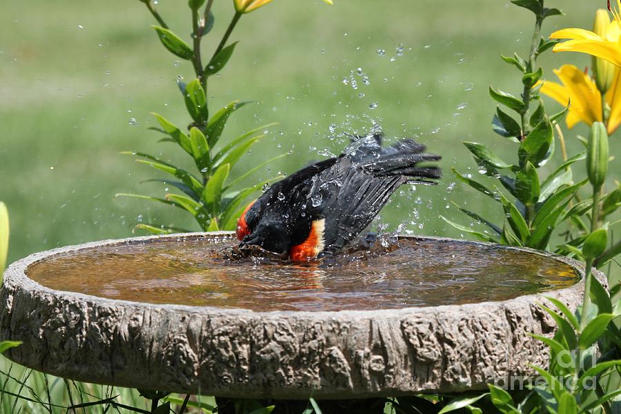 Red-winged Blackbird #24 Photograph by Jack R Brock