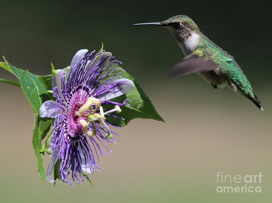Ruby-throated Hummingbird #24 Photograph by Jack R Brock