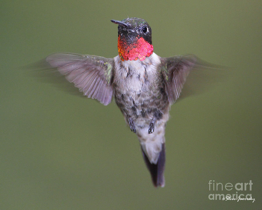 Ruby Throated Hummingbird #24 Photograph by Steve Javorsky