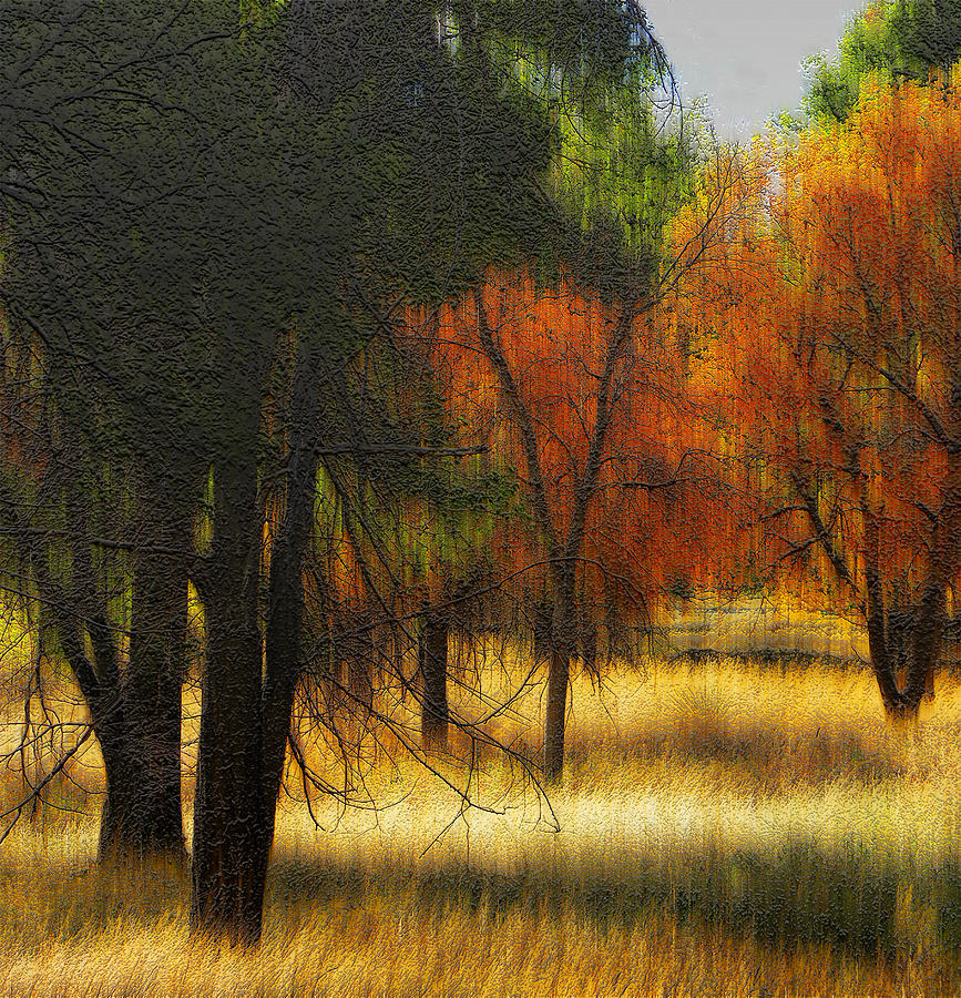 Tree Photograph - 2444 by Peter Holme III
