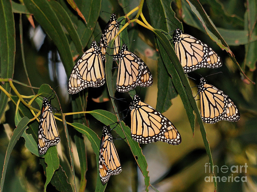 Butterflies #25 Photograph by Marc Bittan