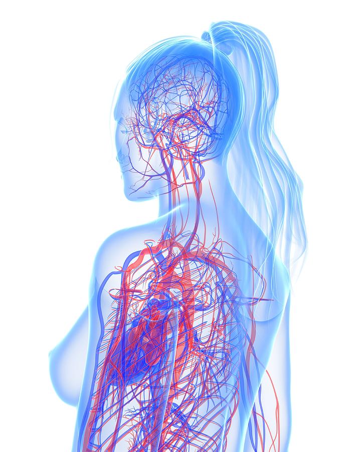 Cardiovascular System, Artwork #25 Digital Art by Sciepro
