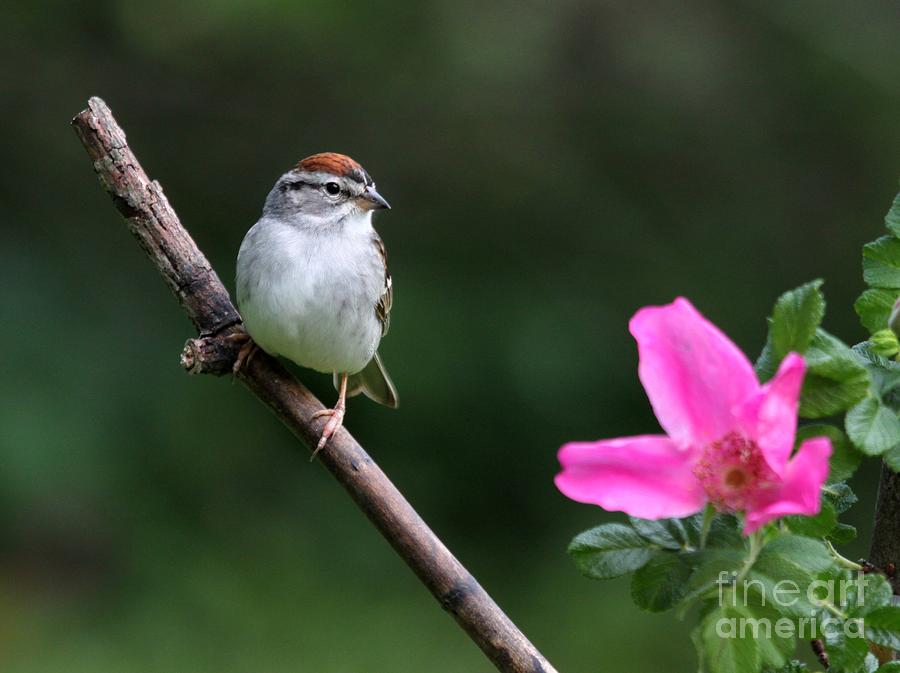 Chipping Sparrow #25 Photograph by Jack R Brock