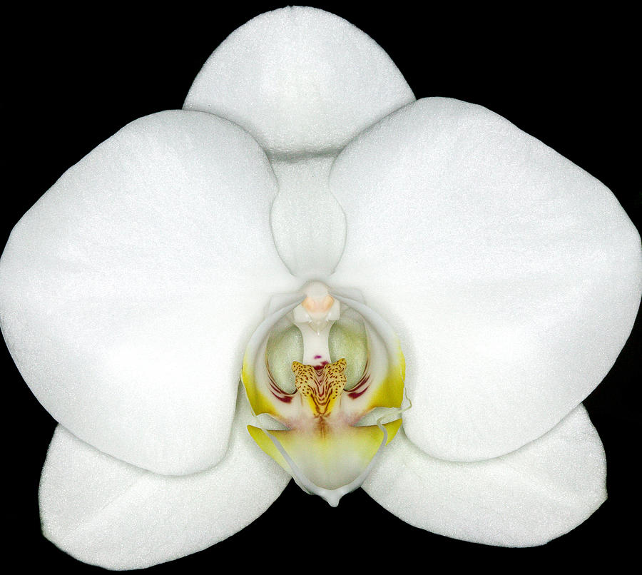 Exotic Orchids of C Ribet #25 Photograph by C Ribet