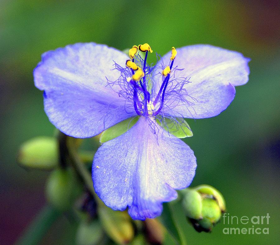 Nature Photograph - Flowers of the Forest Series  #25 by Terry Troupe