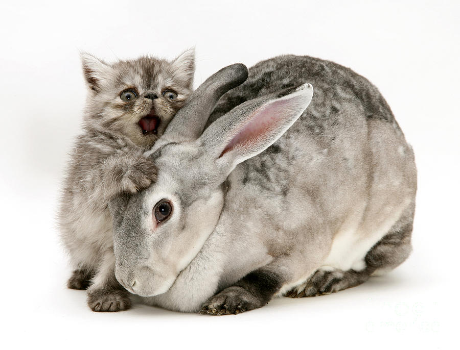 Animal Photograph - Kitten And Rabbit #25 by Jane Burton