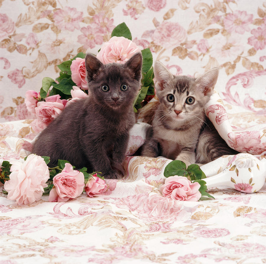 Animal Photograph - Kittens #33 by Jane Burton
