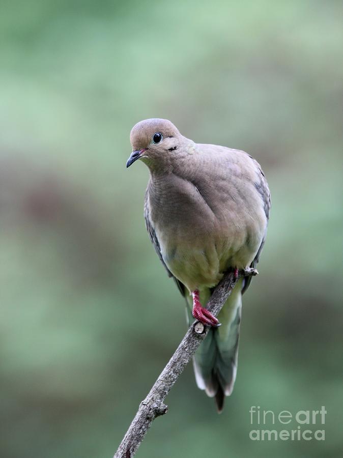 Mourning Dove #25 Photograph by Jack R Brock