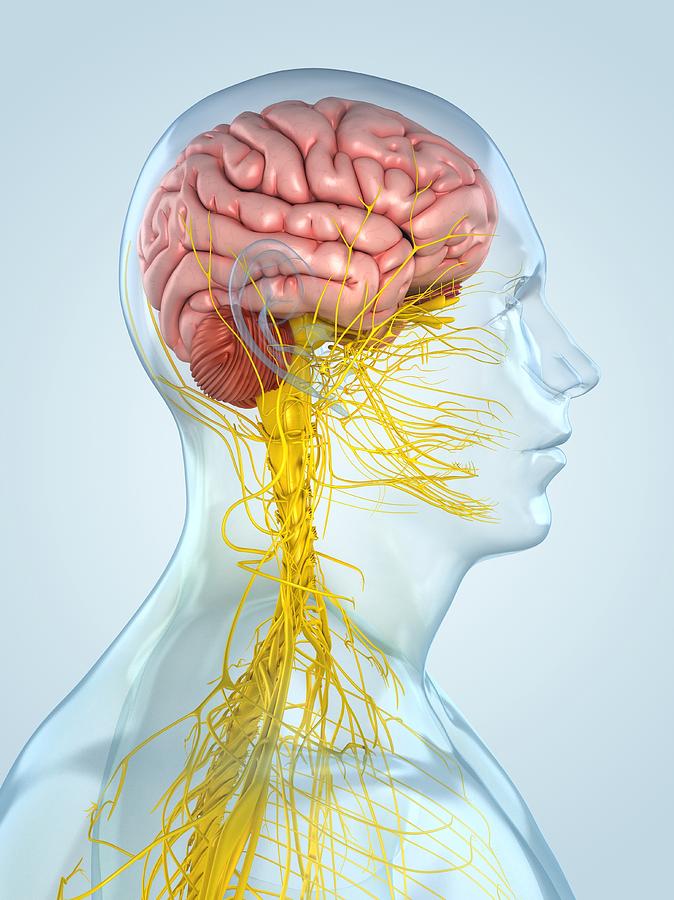 Nervous System, Artwork #25 Digital Art by Sciepro
