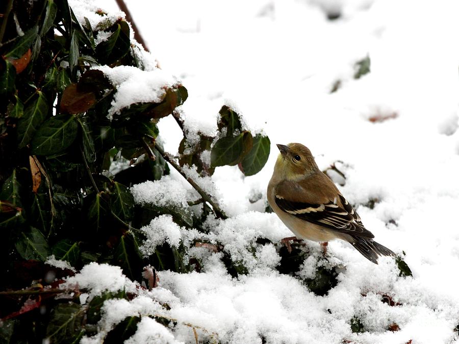 American Goldfinch #26 Photograph by Jack R Brock