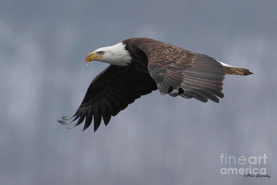 Bald Eagle #26 Photograph by Steve Javorsky