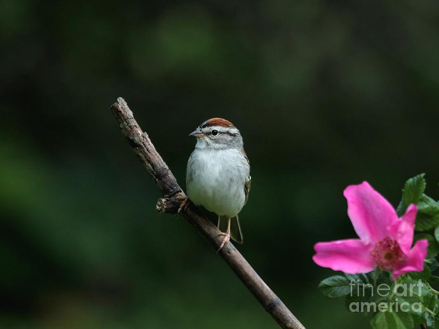 Chipping Sparrow #26 Photograph by Jack R Brock