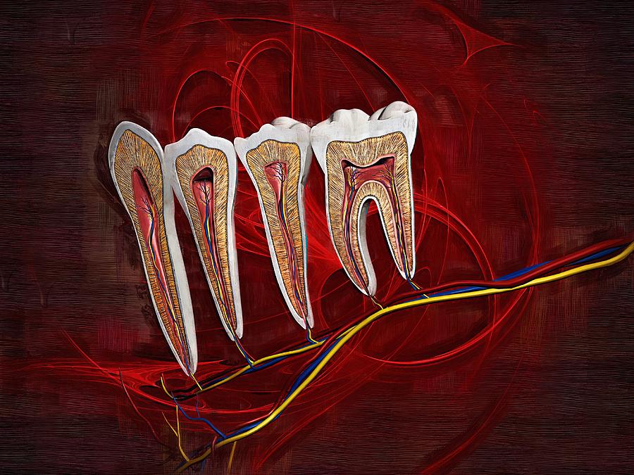 Dental Anatomy Fine Art Digital Art by Joseph Ventura