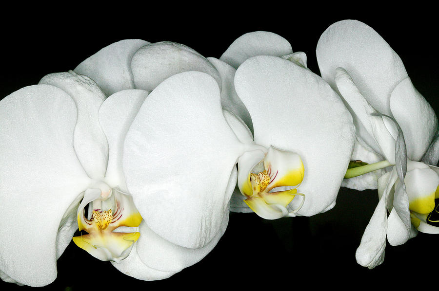 Exotic Orchids of C Ribet #26 Photograph by C Ribet