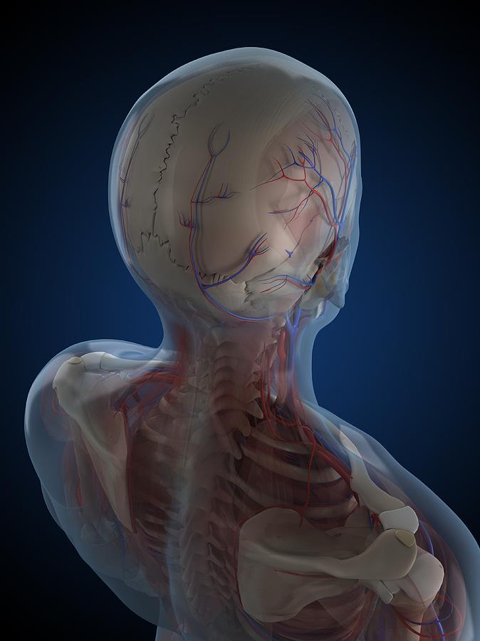 Head Anatomy Artwork Digital Art By Sciepro Fine Art America