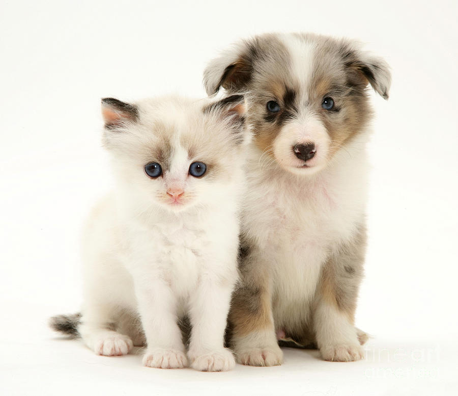 Nature Photograph - Kitten And Puppy #26 by Jane Burton